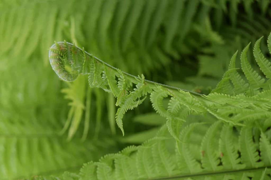 Matteuccia struthiopteris ---